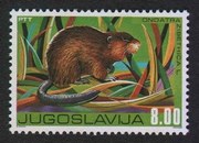 filatelija fauna - bizamski pacov - 1976 godina poštanska marka fauna - bizamski pacov